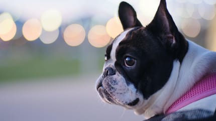 Französische Bulldogge: Namen für die Hunderasse