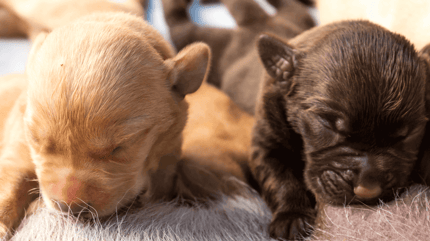 pulgas en perros recién nacidos