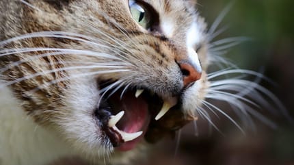 primo piano di gatto