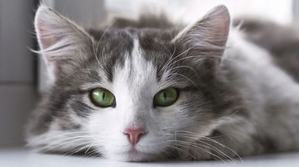 gatto-con-occhi-verdi-e-uveite