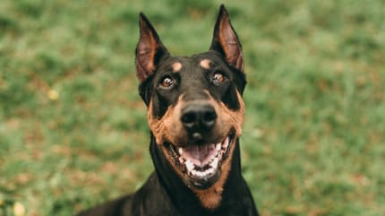 Lachender Dobermann