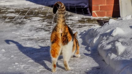 gato mostrando trasero