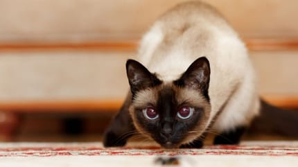 gatto-siamese-con-bacino-alzato-muove-il-sedere