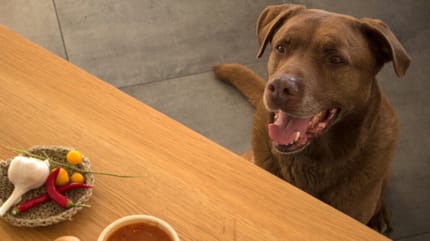 perro mirando comida ajos