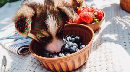 perro cachorro comiendo arandanos
