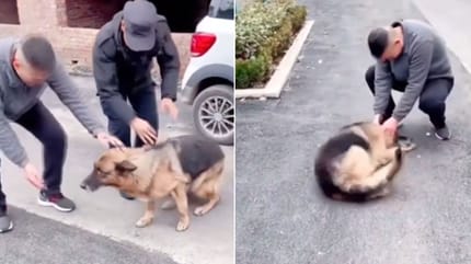 Policyjny owczarek niemiecki spotyka po dwóch latach swojego trenera i szaleje z radości (video)