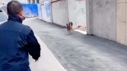 Schäferhund und Mann in blauem Anzug