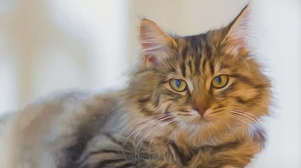 gatto famoso in primo piano