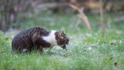 Katze kotzt Würmer