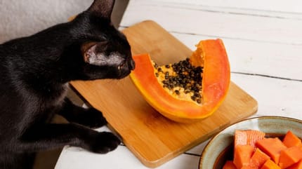 gatto-annusa-la-papaya