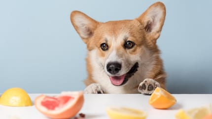 corgi mirando frutas cuales puede comer