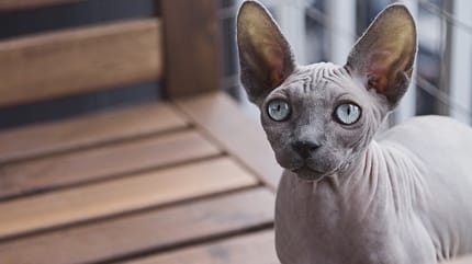razas de gato sin pelo