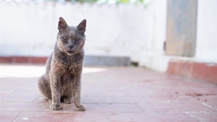 gato anciano antes de morir