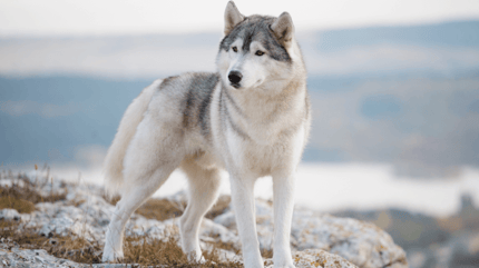 Russian Dog Breeds: Discover Unique Canine Companions