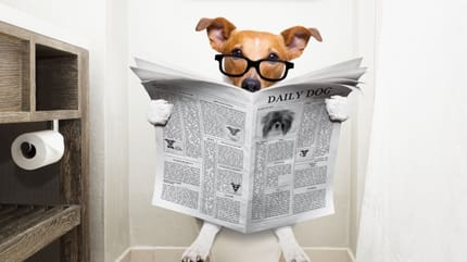 cane-fa-la-cacca-sul-water