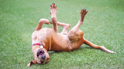 perro con hongos rascandose cesped