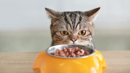 Un gato mira su tazón de comida con poco apetito