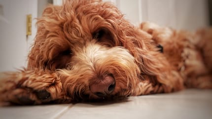 Goldendoodle café tirado en el suelo