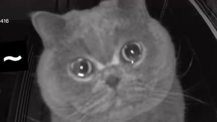 Płaczący Kot Brytyjski.