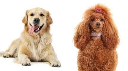 golden retriever junto a caniche sonriente y posando