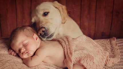 criar a un bebé con un perro golden retriever