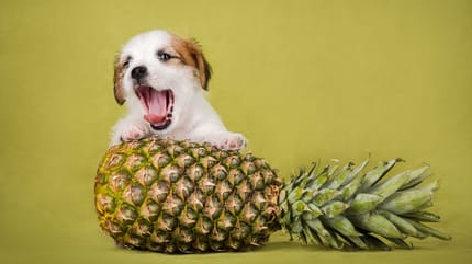 un cachorro apoyado en una piña