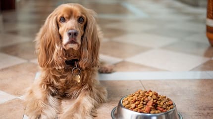Cane viziato non mangia