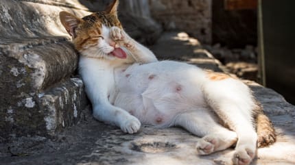 gata cuando va a dar a luz