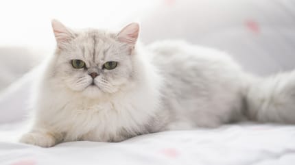 Promedio de vida de un gato persa