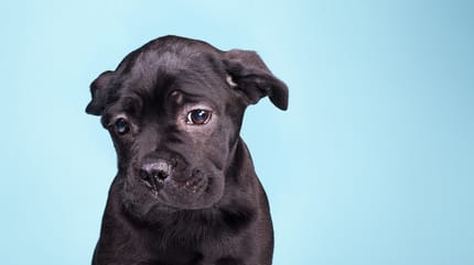 Perro deprimido y triste