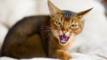 Angry looking black and white cat.