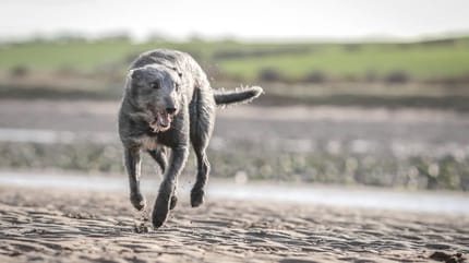 Ein grauer Lurcher Hund am Strand