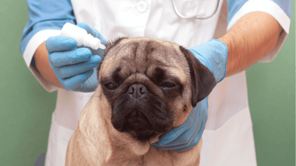 Dierenarts geeft medicatie aan een hond met ooronsteking
