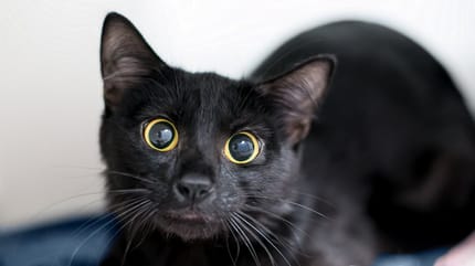 Un gatito escondido curioso