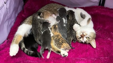 Gatta allatta i suoi cuccioli