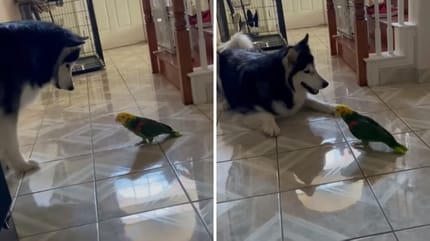 alaska malamute y loro