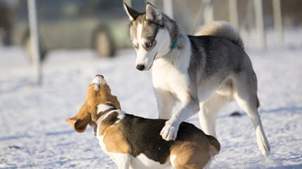 cane-dominante-su-un-altro-cane