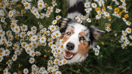 Ein Hund in einem Blumenfeld
