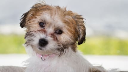 cavachon