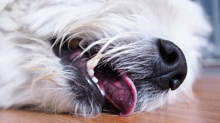 perro convulsionando en el suelo lengua fuera