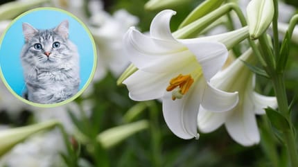 Lilien sind für Katzen giftig