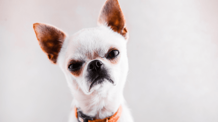 a cara de perro significado
