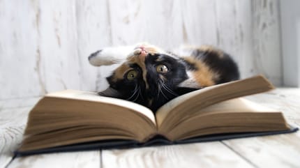Gato jugando con un libro