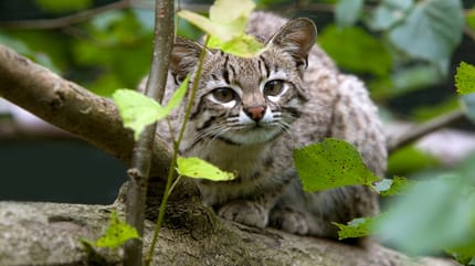 Gato de Geaoffroy en la selva