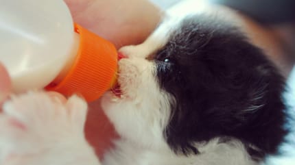 latte per gattini fatto in casa