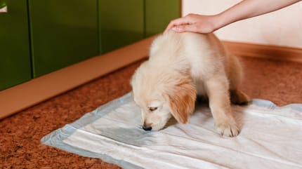 cachorro pipi en casa empapadores