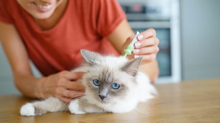 gatto con pipetta antiparassitaria