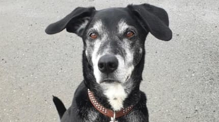 Der mutige Dobermann-Mischling.