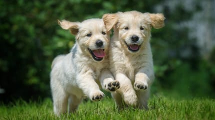 hodowla golden retriever