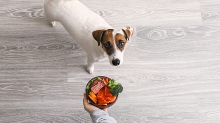 comedero con carne y verduras para perro